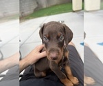 Small #12 Doberman Pinscher