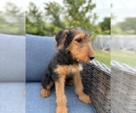 Small #8 Airedale Terrier