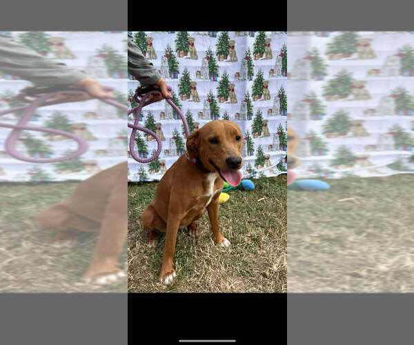 Medium Photo #1 Mutt Puppy For Sale in Abbeville, LA, USA