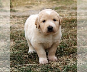 Golden Pyrenees Puppy for Sale in CLAYTON, Washington USA