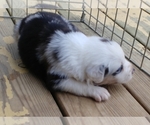 Small Photo #6 Australian Shepherd Puppy For Sale in ALLEN JAY, NC, USA