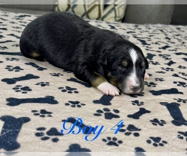 Medium Photo #37 Australian Shepherd Puppy For Sale in SALISBURY, NC, USA