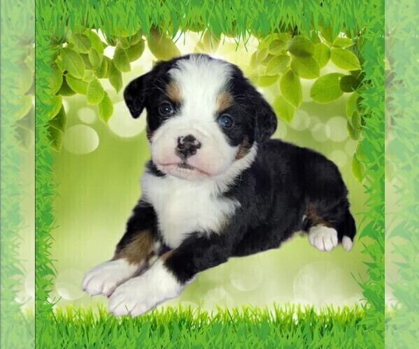 Medium Photo #2 Bernese Mountain Dog Puppy For Sale in PEYTON, CO, USA
