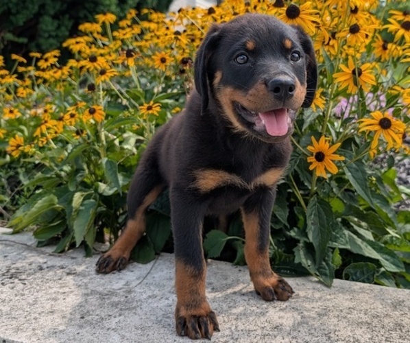 Medium Photo #5 Rottweiler Puppy For Sale in GOSHEN, IN, USA