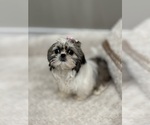 Small Photo #5 Shih Tzu Puppy For Sale in ELMHURST, IL, USA