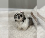 Small #4 Shih Tzu