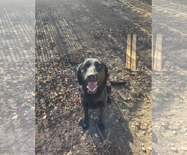 Medium Photo #2 Labrador Retriever-Unknown Mix Puppy For Sale in San Diego, CA, USA