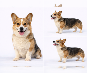 Father of the Pembroke Welsh Corgi puppies born on 01/17/2026