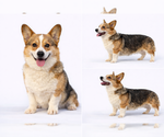 Small Photo #1 Pembroke Welsh Corgi Puppy For Sale in BELFIELD, ND, USA