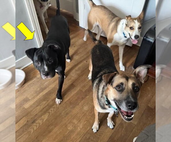 Medium Photo #3 Mutt Puppy For Sale in Germanton, TN, USA