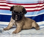 Small #1 French Bulldog
