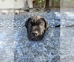 Small Photo #19 Cane Corso Puppy For Sale in WOODLAND HILLS, CA, USA