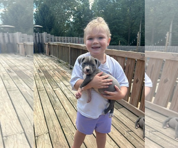 Medium Photo #1 American Pit Bull Terrier-American Staffordshire Terrier Mix Puppy For Sale in Belleville, MI, USA