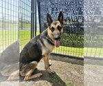Small #2 German Shepherd Dog