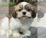 Small #3 Shih Tzu