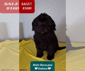 Poovanese Puppy for sale in TUCSON, AZ, USA