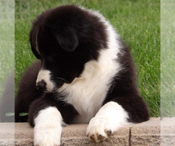 Medium Photo #5 Australian Shepherd Puppy For Sale in GLADE SPRING, VA, USA