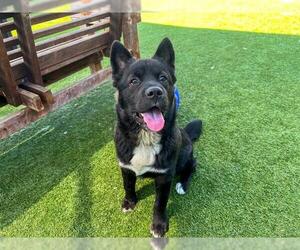 Chow Chow-Unknown Mix Dogs for adoption in Orange, CA, USA