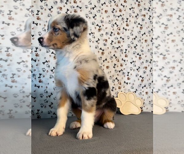 Medium Photo #2 Miniature Australian Shepherd Puppy For Sale in FRANKLIN, IN, USA