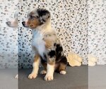 Small Photo #2 Miniature Australian Shepherd Puppy For Sale in FRANKLIN, IN, USA