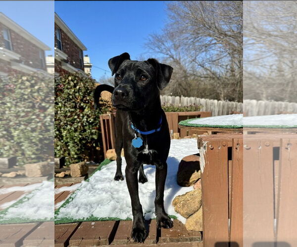 Medium Photo #8 Labrador Retriever-Unknown Mix Puppy For Sale in Euless, TX, USA