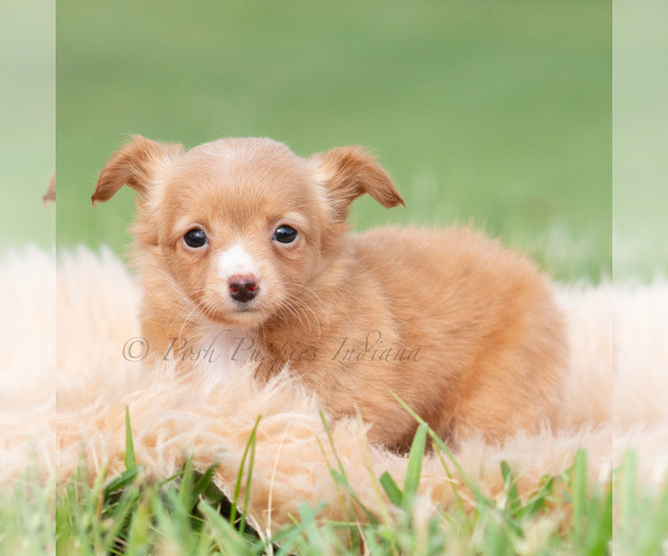 Medium Photo #30 Chihuahua Puppy For Sale in WARSAW, IN, USA