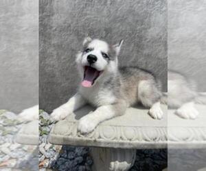 Siberian Husky Puppy for sale in WEBSTER, FL, USA