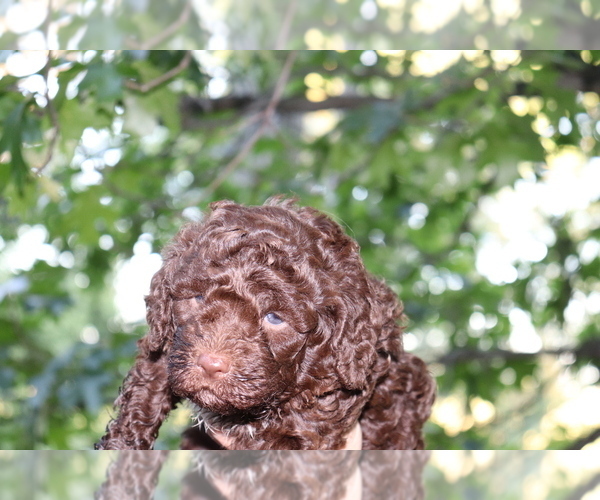 Medium Photo #4 Lagotto Romagnolo Puppy For Sale in MONDOVI, WI, USA