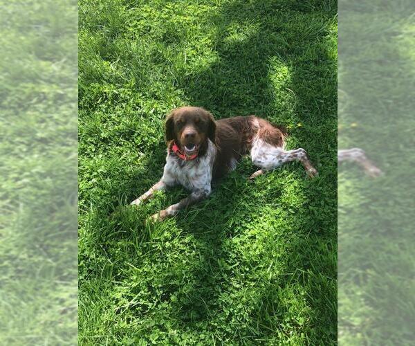 Medium Photo #6 Brittany Puppy For Sale in Curwensville, PA, USA