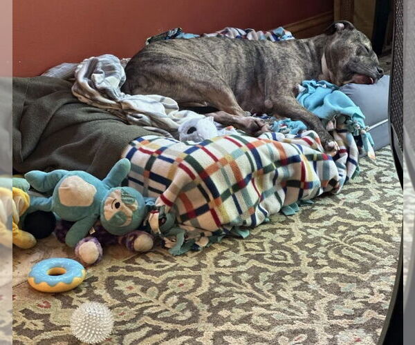 Medium Photo #9 Staffordshire Bull Terrier-Unknown Mix Puppy For Sale in Princeton, MN, USA