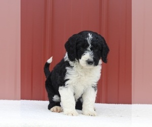 Aussiedoodle Miniature  Puppy for sale in FREDERICKSBURG, OH, USA