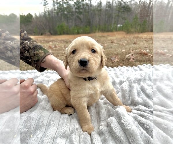 Medium Photo #9 Golden Retriever Puppy For Sale in CONCORD, VA, USA
