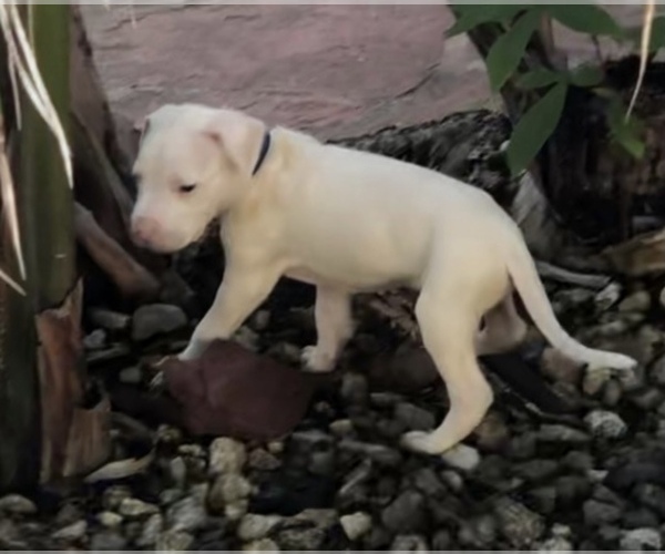 Medium Photo #7 Dogo Argentino Puppy For Sale in CHULA VISTA, CA, USA
