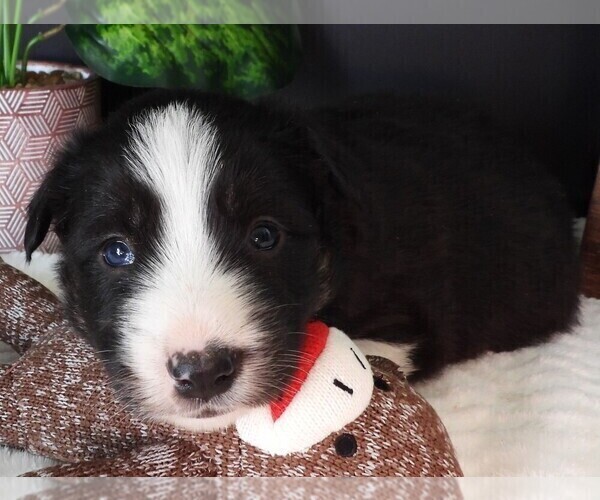 Medium Photo #7 Border Collie Puppy For Sale in CARLISLE, KY, USA