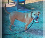Small Photo #2 Boxer Puppy For Sale in Bryant, AR, USA