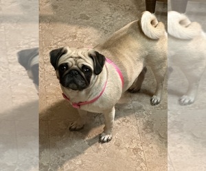 Mother of the Pug puppies born on 03/31/2025