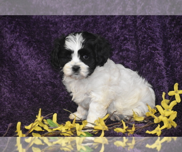 Medium Photo #2 Cavachon Puppy For Sale in ELDORADO, OH, USA
