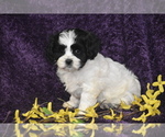 Small #1 Cavachon
