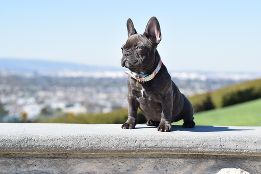 Medium Photo #4 French Bulldog Puppy For Sale in INGLEWOOD, CA, USA