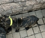 Small Photo #28 Presa Canario Puppy For Sale in LEVITTOWN, PA, USA