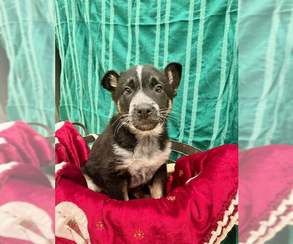 Medium Photo #1 Mutt Puppy For Sale in Webster, WI, USA