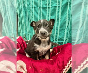 Mutt Dog for Adoption in Webster, Wisconsin USA