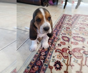 Basset Hound Puppy for Sale in JACKSONVILLE, Florida USA