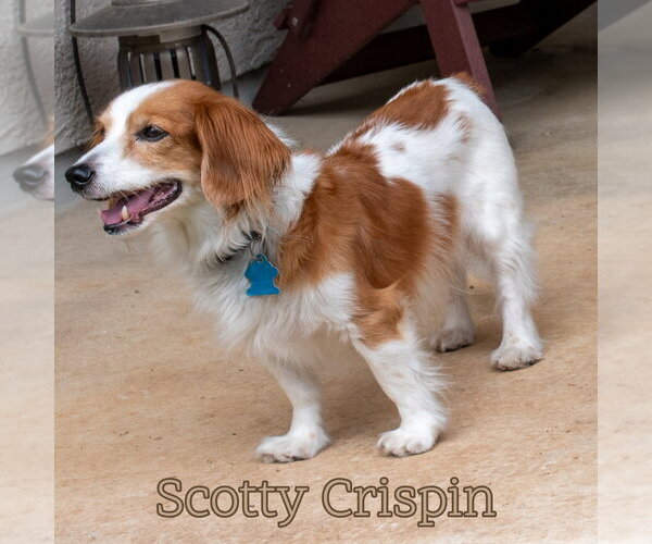 Medium Photo #17 Dachshund Puppy For Sale in San Antonio, TX, USA