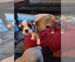 Small Photo #14 Bulldog Puppy For Sale in GIBSONIA, PA, USA