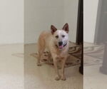 Small #3 Mutt