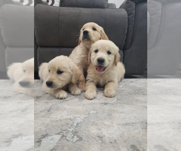 Medium Photo #5 Golden Retriever Puppy For Sale in SACRAMENTO, CA, USA