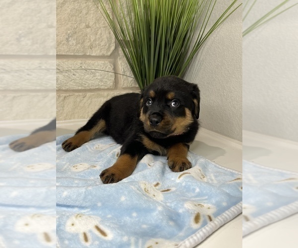 Medium Photo #18 Rottweiler Puppy For Sale in FORT WORTH, TX, USA