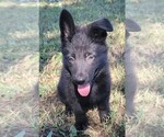 Small Photo #1 German Shepherd Dog Puppy For Sale in BURLESON, TX, USA