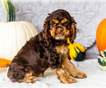 Small Photo #34 Cocker Spaniel Puppy For Sale in WAKARUSA, IN, USA